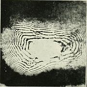 Liesegang rings obtained by the precipitation of silver chromate in gelatin (1882).jpg