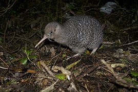 Apteryx owenii (Apterygiformes).