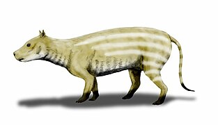 Merycoidodon (Artiodáctilo del Oligoceno)