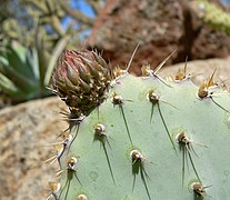 Detalle del cladodio de Opuntia basilaris mostrando las areolas con gloquidios y espinas foliares.