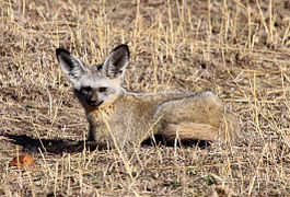 Otocyon au Kenya.