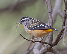 Pardalotus punctatus male with nesting material - Risdon Brook