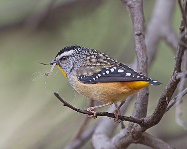 Spotted pardalote, male, by JJ Harrison