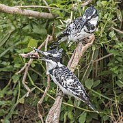 female C. r. rudis eating chick Kazinga Channel, Uganda