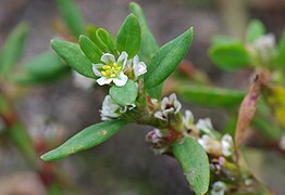 PolygonumArenastrum.jpg