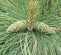 Ponderosa Pine (Pinus ponderosa) cones and needles at Chalco Hills Recreation Area