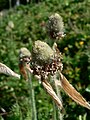 Pulsatilla occidentalis