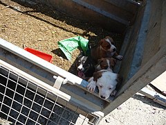 Puppies at Hendre - geograph.org.uk - 2966549.jpg