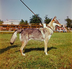 Chien-loup de Tchécoslovaquie