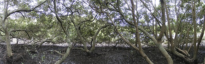 Dentro de una copa de manglar, (en Salt Pan Creek), Nueva Gales del Sur.