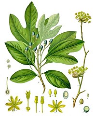 Sassafras albidum (Nutt.) Nees