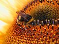 Hommel op zoek naar nectar