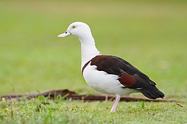 Tadorna radjah - Centenary Lakes