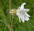 White campion