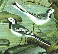 Motacilla alba