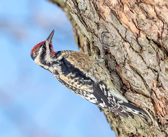 Yellow-bellied sapsucker in Central Park