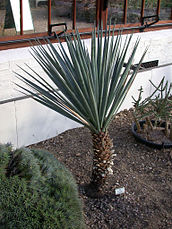 Mountain yucca (Schott's yucca)