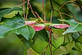 Acer oliverianum