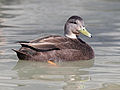 Anas rubripes, em inglês, American Black Duck, espécie selvagem que foi cruzada com a raça Rouen para formar a raça Cayuga.