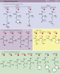 Table of Amino Acids.