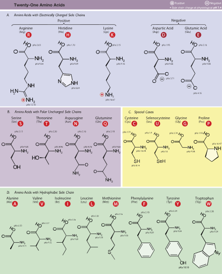 Table of Amino Acids.