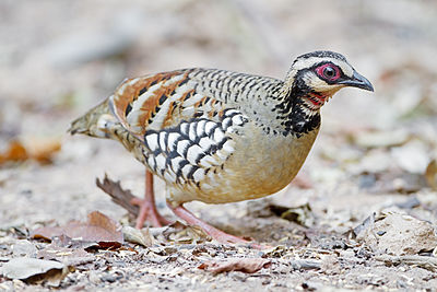 Arborophila brunneopectus (cat.) Male