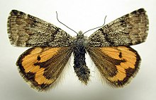 Archiearis notha.jpg