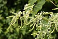 Aruncus dioicus