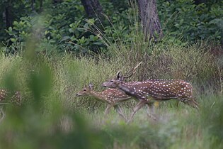 Sambhar Deer, Chitwan National Park