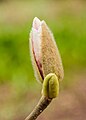   Bloemknop van een Magnolia.