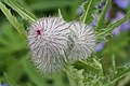 Cirsium edule