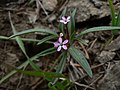 Collomia tinctoria