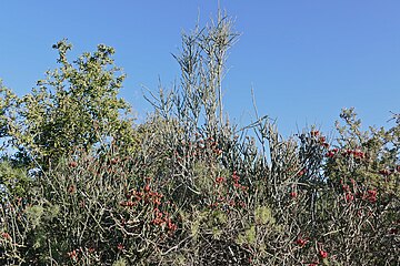 Komponent van struikbos in die Karoo- Nasionale Park