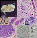 Thumbnail for Equine protozoal myeloencephalitis