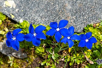 Gențiana (Gentiana bavarica)