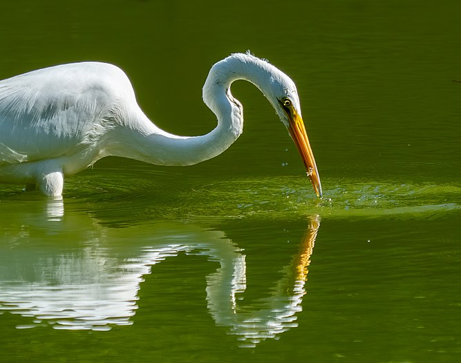 Great egret with a snack