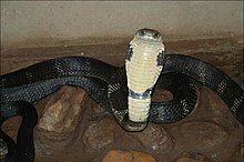 King-Cobra.jpg