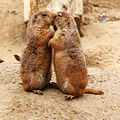 en:Prairie_dog, en:Kiss