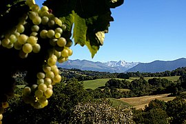 Photo montrant une grappe de raison blanc au premier plan à gauche, à l'arrière plan des champs puis la montagne.