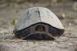 Melanochelys trijuga-01.jpg