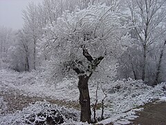 Mirandela frost 1.JPG