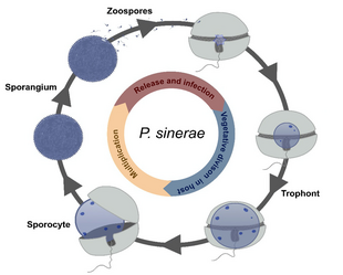 Parvilucifera sinerae infecting its dinoflagellate host