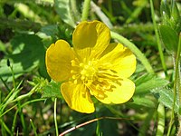 Ranunculus repens