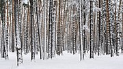 Thumbnail for File:Russia. Moscow Region. Winter pine wood, lake Kratovskoe area.JPG