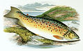 Salmo stomachicus