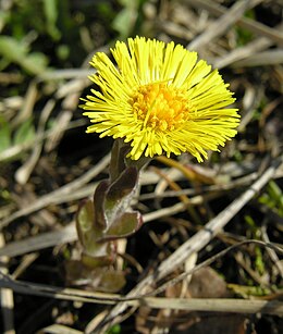 Ankstyvasis šalpusnis (Tussilago farfara)