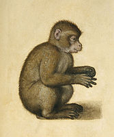 Un Singe, 1495, Escorial