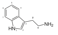 Image illustrative de l’article Tryptamine