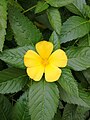 Turnera ulmifolia (181218-1222)