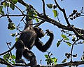 Thumbnail for Western chimpanzee